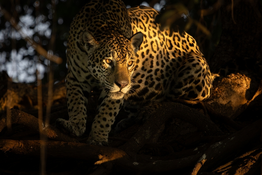 Pantanal