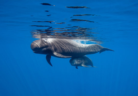 Tenerife 