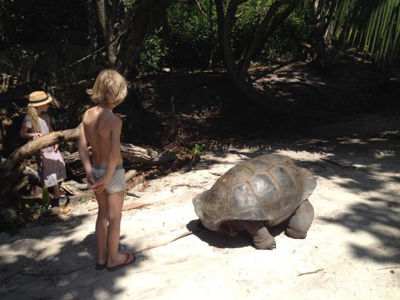 schildpadden