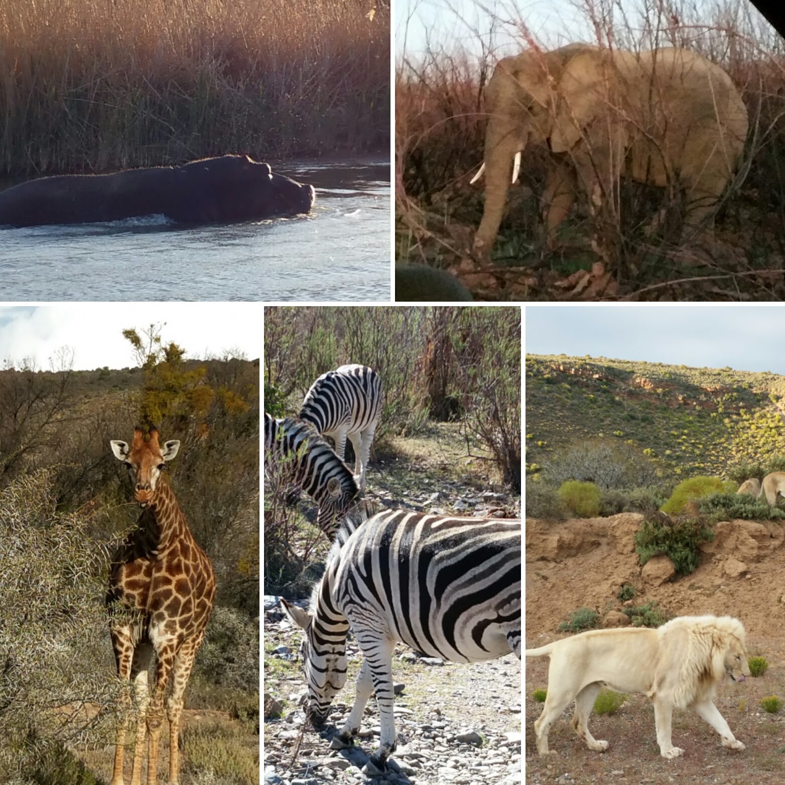 wildlife in Sanbona