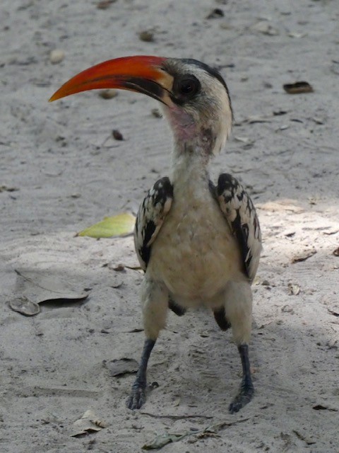 Vogel Gambia