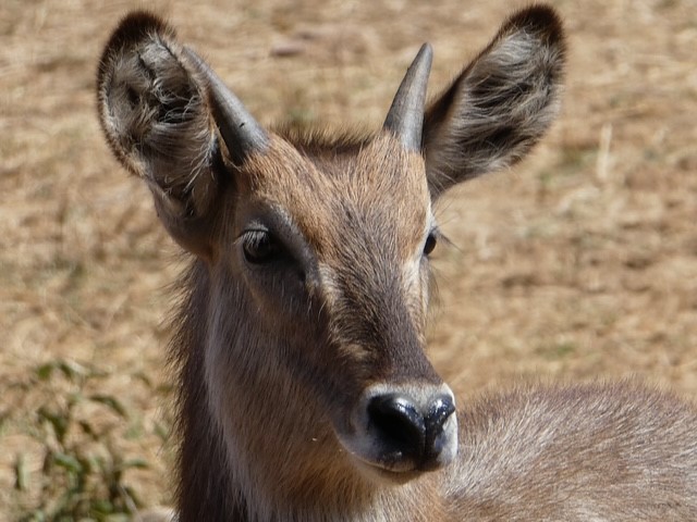 Kenia Safari