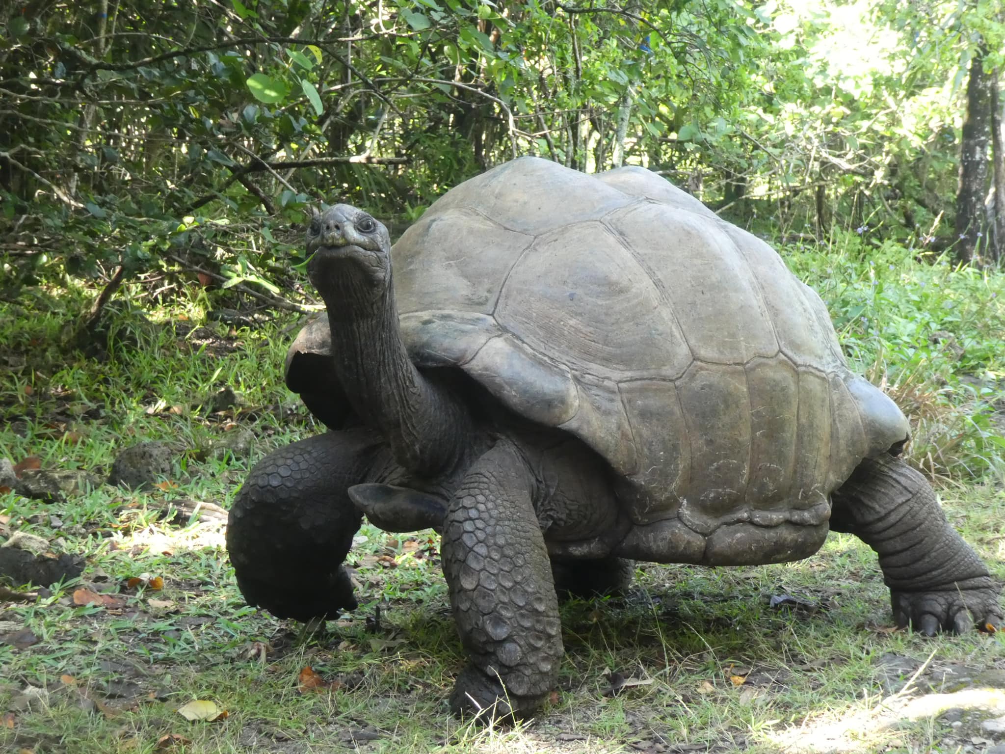 schildpad Mauritius