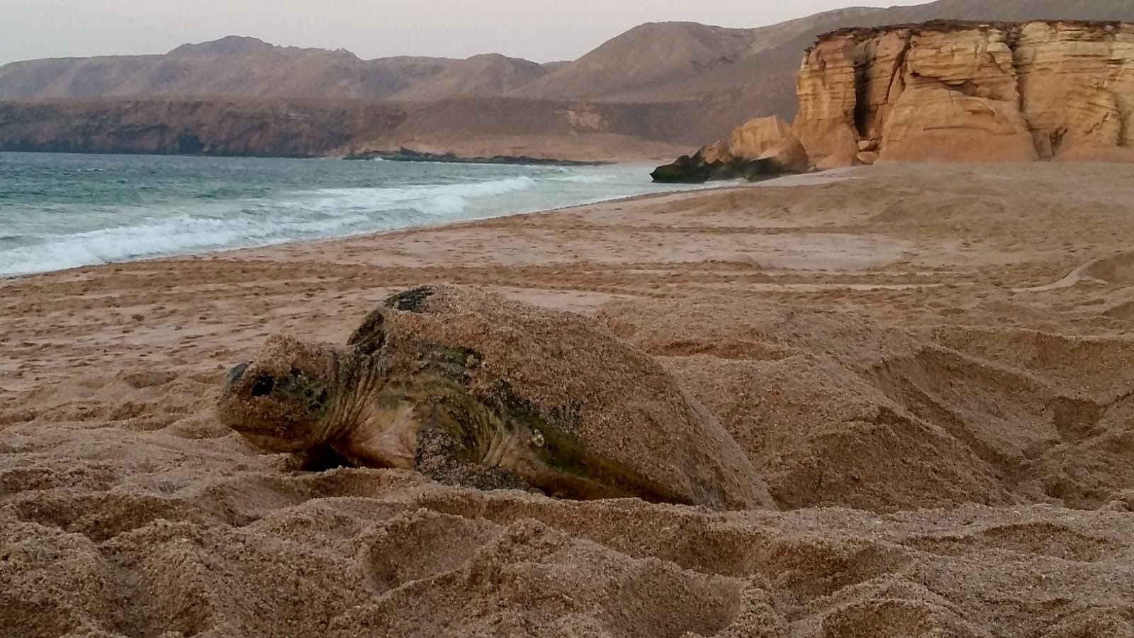 Oman Schildpad
