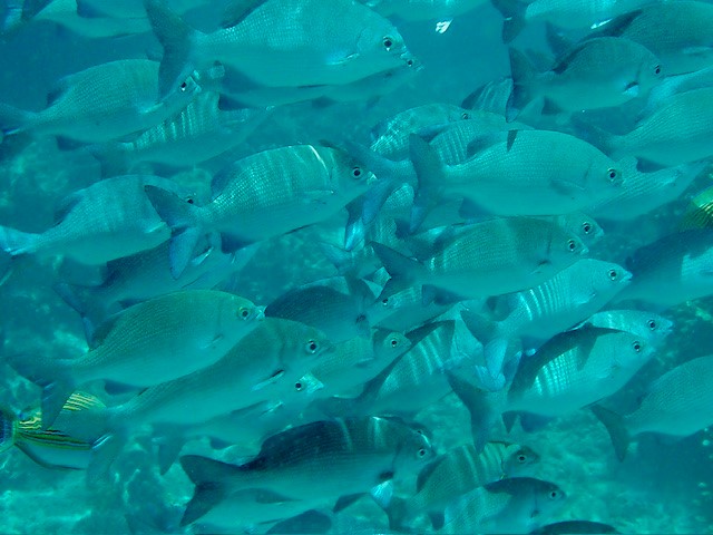 Similan Thailand