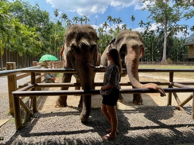 Olifant Thailand