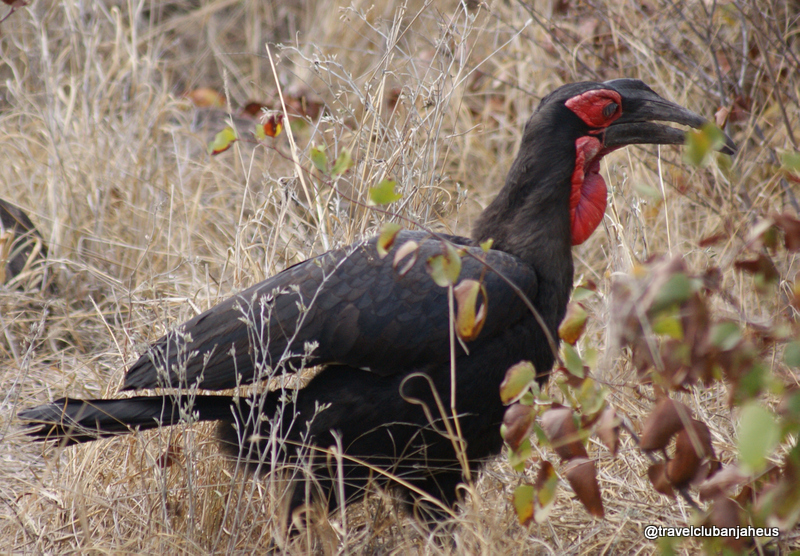 ground hornbill