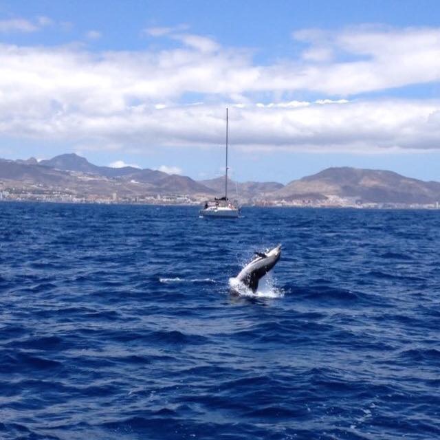 dolfijnen rondom Tenerife