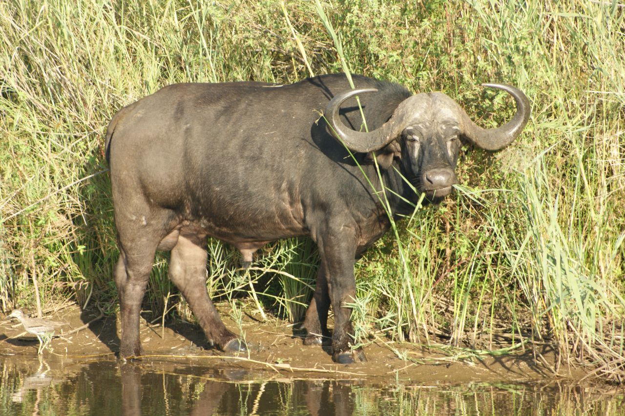 buffel in het riet