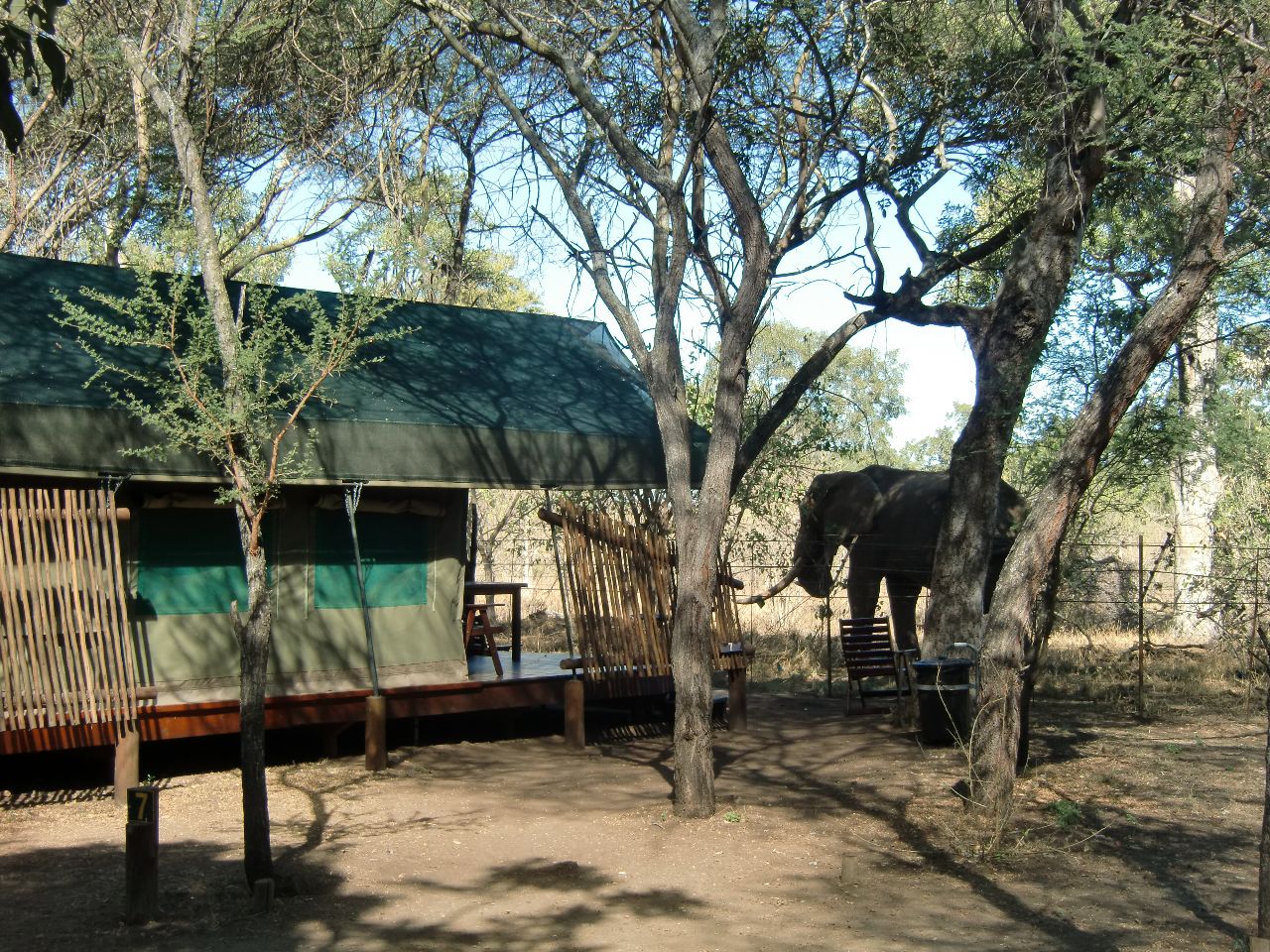 Letaba olifant bij de tent